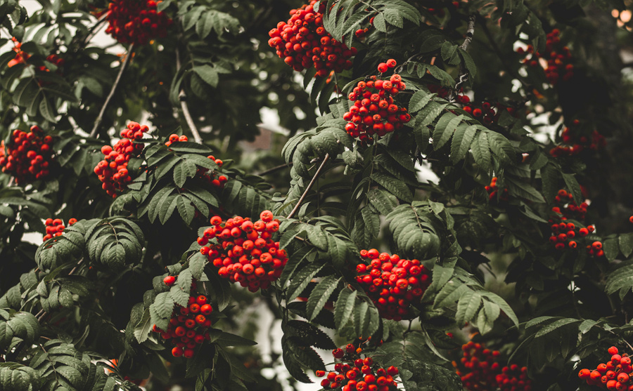 local rowan berries are used to make our gin